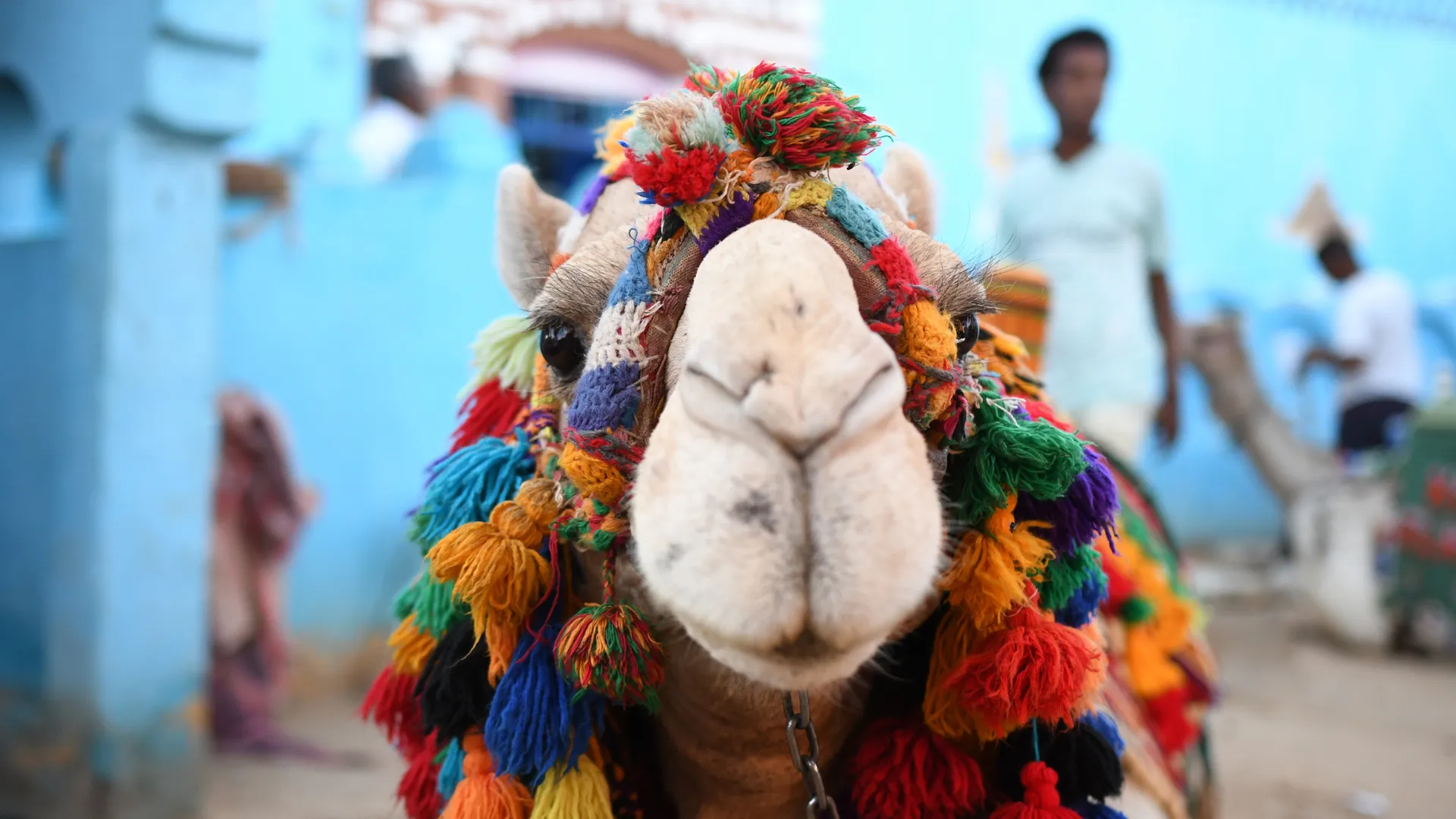 Geschmücktes Kamel in der Wüste