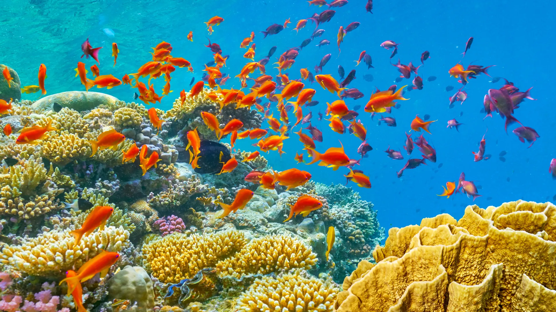 Buntes Korallenriff mit tropischen Fischen