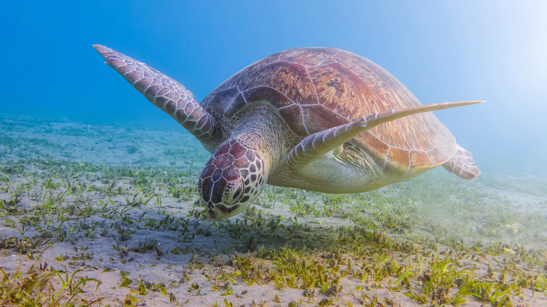 Schnorcheln mit Meeresschildkröten im klaren Wasser