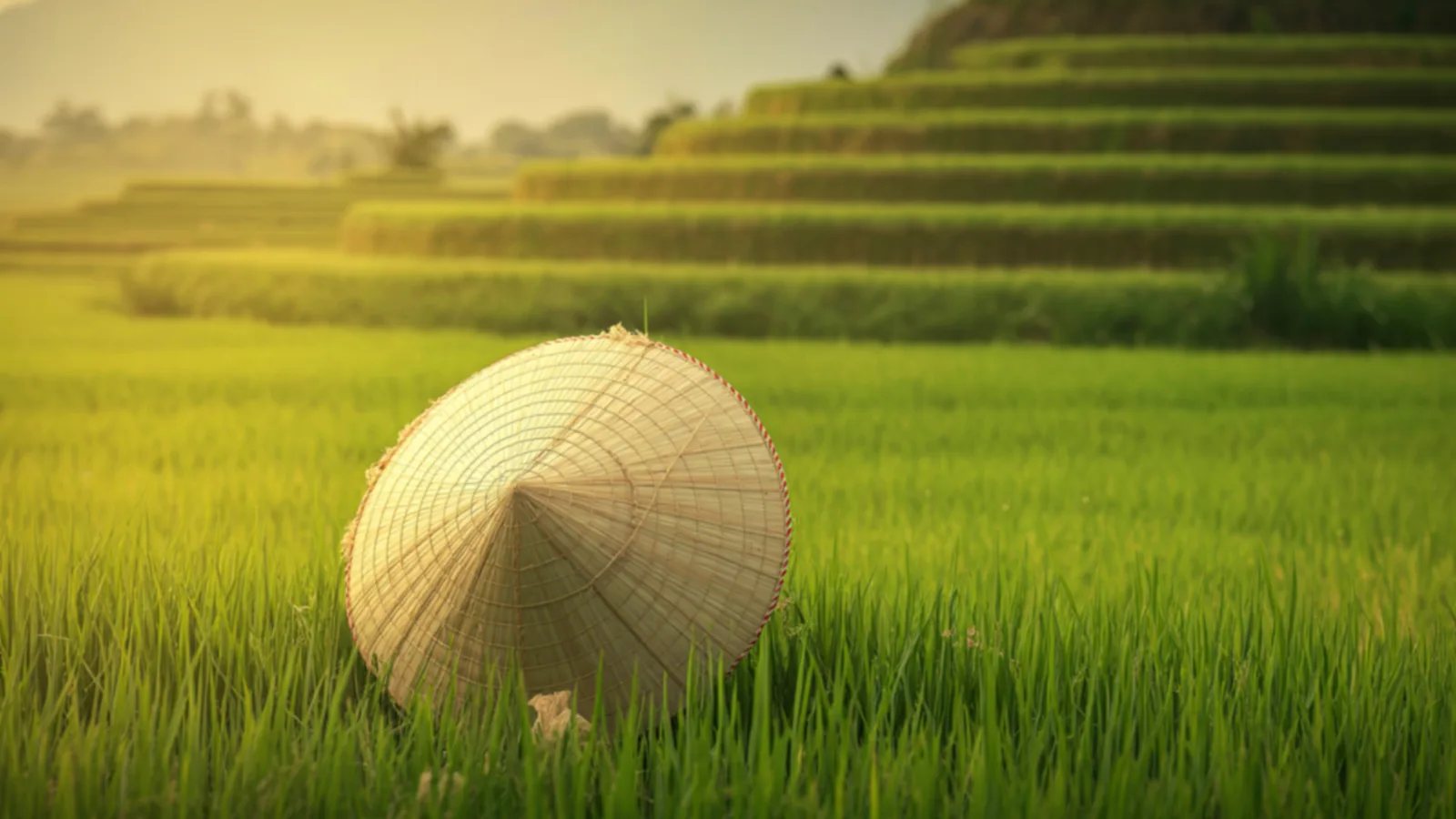 Reisterrassen in Vietnam mit traditionellem Kegelhut im Morgenlicht