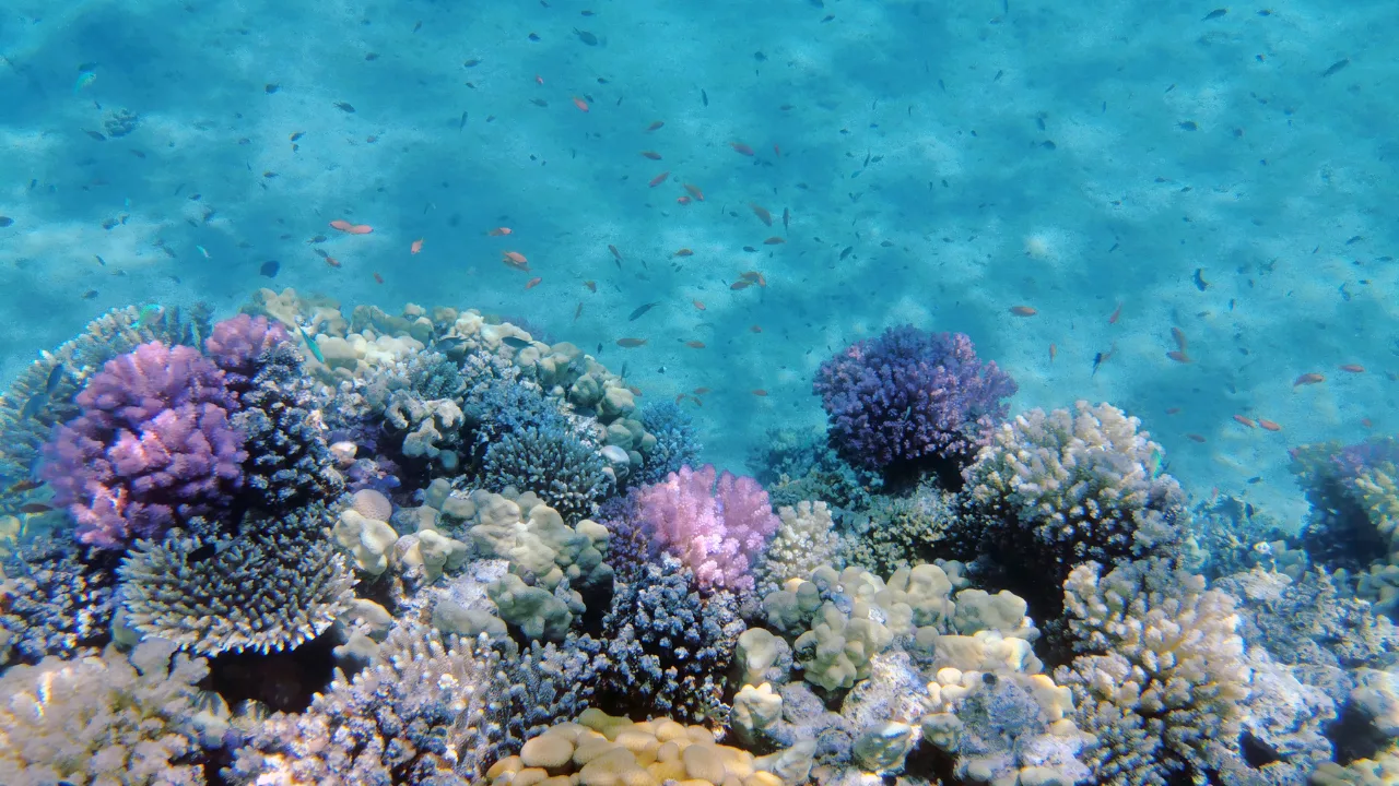Korallenriff mit Rifffischen im Roten Meer – Hausriff in Makadi Bay