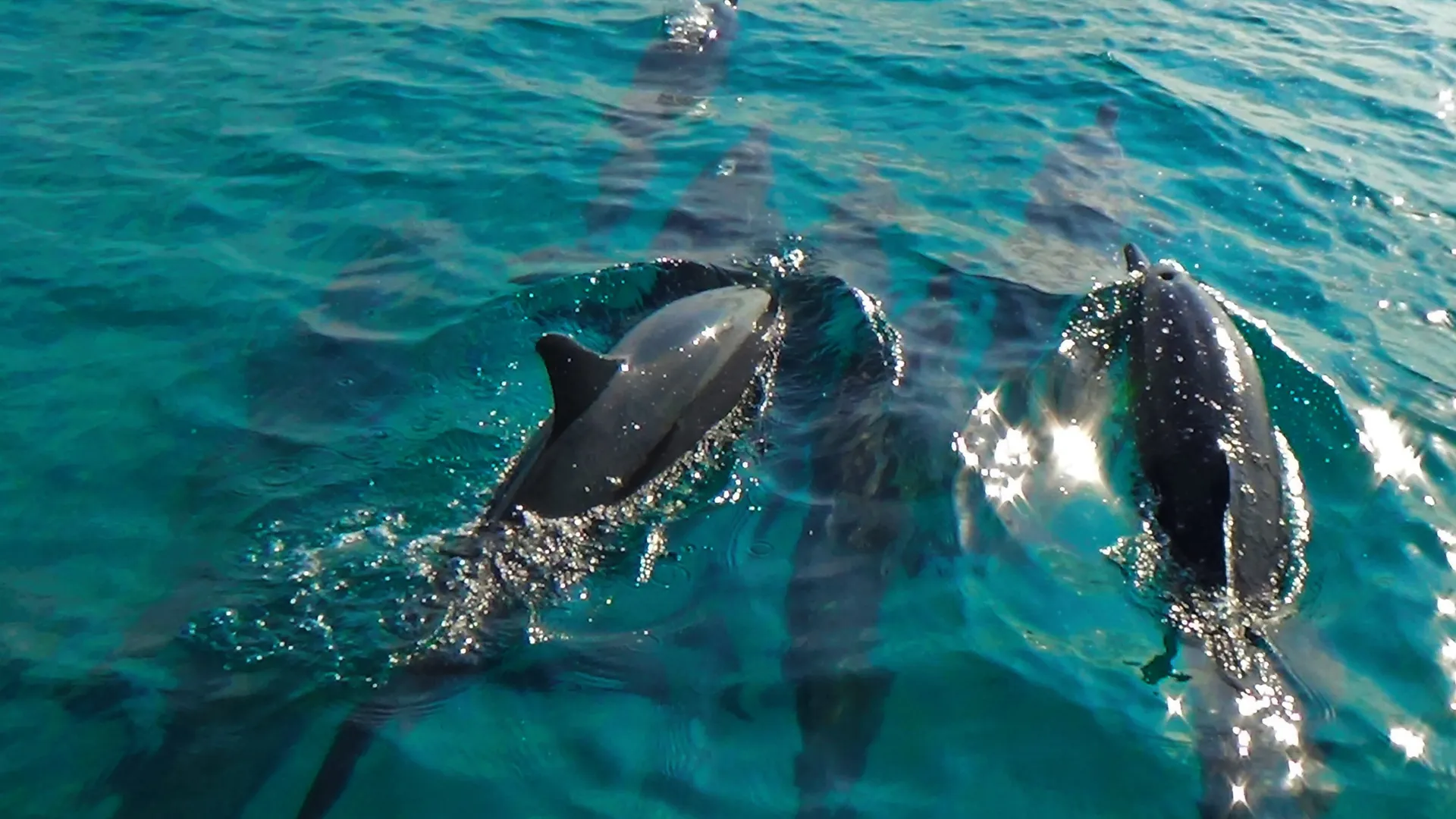 Delfine im türkisblauen Meer
